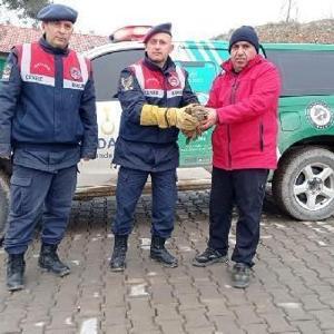 Jandarma, yaralı şahini tedavi merkezine teslim etti