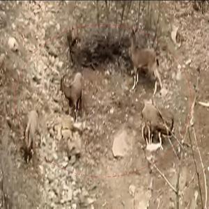 Elazığ’da nesli tehlikedeki dağ keçileri görüntülendi
