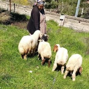 Kaybolan koyunlar, jandarma ekiplerince bulunup sahibine teslim edildi