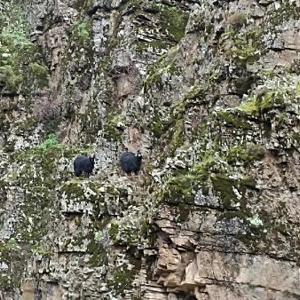Batman’da kayalıklarda mahsur kalan keçileri AFAD ekipleri kurtardı