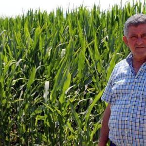 Yenişehirli çiftçiler, şeker mısır fiyatlarından umutlu