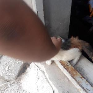 Ağır hasarlı binada mahsur kalan kediyi itfaiye kurtardı