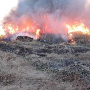 100 hektar sazlık yandı