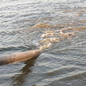 Manyas Gölü’ne sazan balığı yavruları bırakıldı
