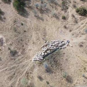 Jandarma, kaybolan 127 koyunu dronla buldu