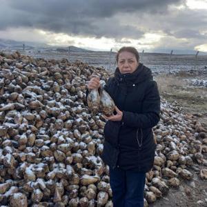Şeker pancarında rekolte hedefi 100 bin ton