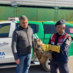 Malatyada yaralı bulunan baykuş koruma altına alındı