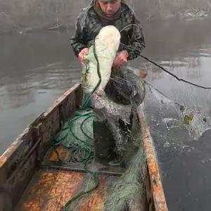 Meriç Nehri’nde dev yayın balıkları ağlara takıldı