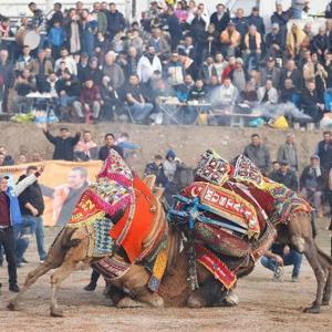Bergamada folklorik deve gösterisi festivali düzenlendi