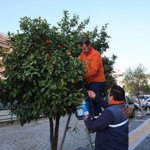 Cadde ve sokaklardaki ağaçlardan toplanan turunçlar halka dağıtıldı