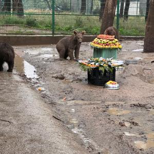 Rehabilitasyon merkezinde yavru ayılara temsili doğum günü