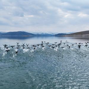 Küresel ısınma ile sayıları azalan su kuşları için Tuncelide envanter çalışması: 11 türde 10 bin kuş var