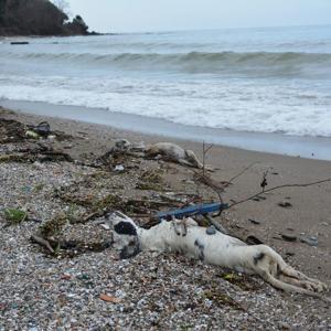 Giresunda sahilde çok sayıda ölü köpek bulundu