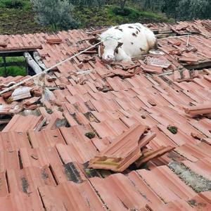 Salihli’de çatıda mahsur kalan ineği itfaiye kurtardı