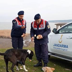 Jandarma, Gala Gölündeki sahipsiz hayvanları besledi