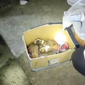 Anne köpek ile 5 yavrusu kurtarıldı