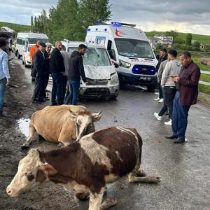 Muşta hafif ticari aracın çarptığı 3 inek öldü, sürücü yaralandı