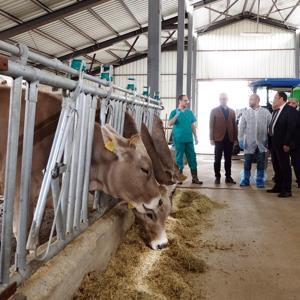 Bingöl Üniversitesi’ne hayvansal üretim için 5 montofon cinsi inek alındı