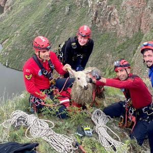 Ardahanda kayalık bölgeye düşen koyunu ekipler kurtardı