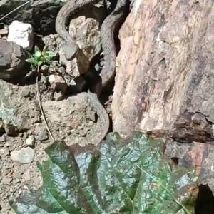 Vanda, Türkiyenin en zehirli yılanı görüntülendi