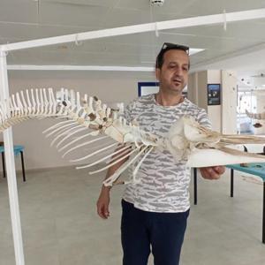 11 metrelik yavru yunus balığı iskeleti müzede sergileniyor