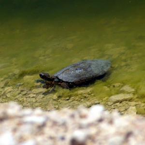 Vanda sahil yolundaki kaplumbağalar için harekete geçildi
