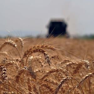 Başkan Sezgin: Buğday alım fiyatının revize edilmesini bekliyoruz
