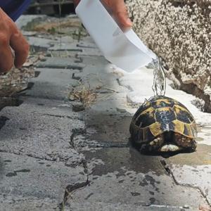 Sıcağa maruz kalan kaplumbağa suyla serinletildi, muayene edilip doğaya salındı