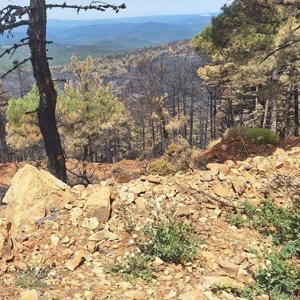 Orhanelinde yanan 96 hektar orman, yeniden ağaçlandırılacak