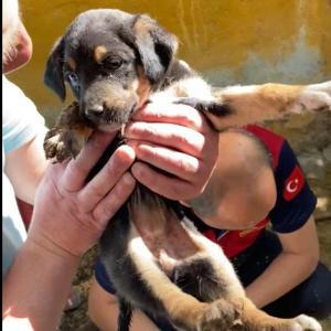 Atık su borusuna sıkışan yavru köpekleri itfaiye kurtardı