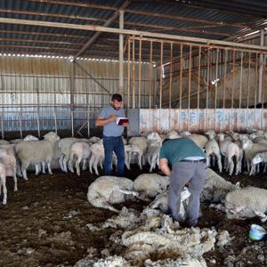 Fransa’dan ithal edip yetiştirdiği koyunlardan yüksek verim aldı