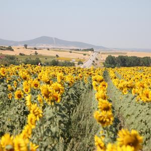 Edirne’de sarıya bürünen ayçiçeği tarlaları, Saros’a giden tatilcilere görsel şölen sunuyor