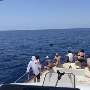 Yunuslar tekneye eşlik etti, turistler izledi