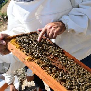 Bornovalı arıcılara yerinde destek