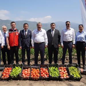 Osmaniye’de domates ve biber fidelerinden elde edilen ürünlerin hasadına başlandı