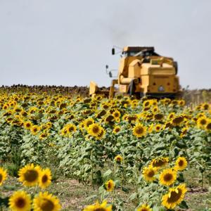 Yağlık ayçiçeği üretiminde birinci sıradaki Edirnede, 140 dekara çerezlik ayçiçeği ekildi