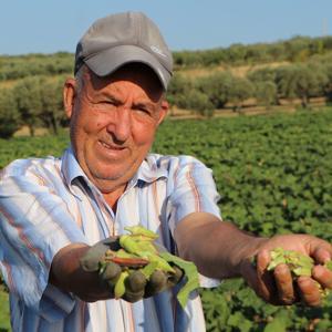 Ata tohumu ile ekilen kınalı bamyanın coğrafi işaret alması için çalışma başlatıldı