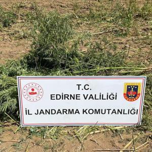 Edirne’de 5 bin 600 kök Hint keneviri ele geçirildi