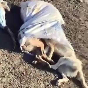 Çöplükte 15 ölü köpek bulundu; belediye başkanından suç duyurusu