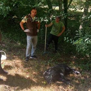 Su kuyusuna düşen yavru domuz kurtarıldı