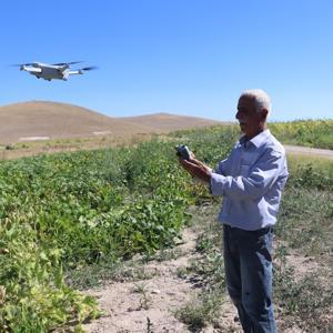 Tarım arazilerine zarar veren domuzlarla dronlu mücadele