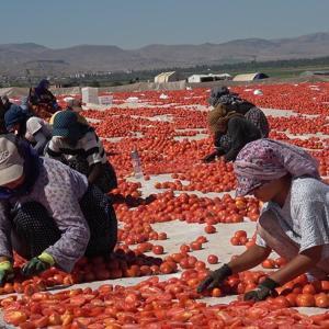 Erciyesin eteklerinde kurutulan domatesler 10 ülkeye ihraç ediliyor