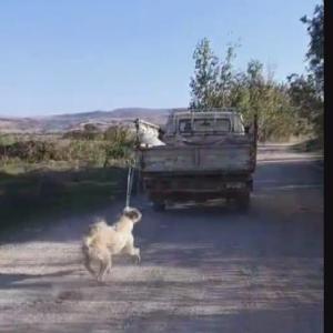 Köpeğini kamyonetin arkasına bağlayıp, sürükledi