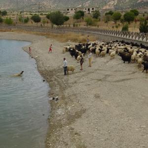 Hayvanlar gölette serinledi; besiciler ile çocukları onlarla ilgilendi