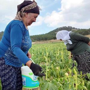 Tarladan toplayana yarı fiyatına bamya