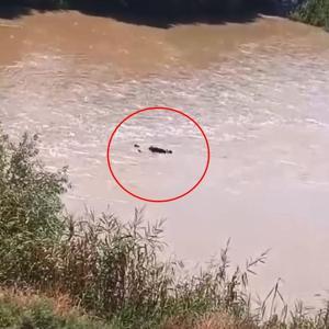 Dicle Nehrindeki ceset, 4 gündür aranan Murata ait çıktı