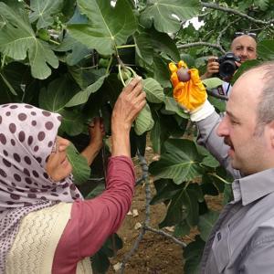 İncir hasadına katılan Varank: Destekler kalktı yalanlarına inanmayın