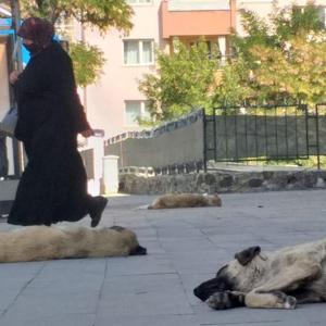 Ağrıda başıboş köpek tedirginliği