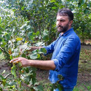 Fındık bahçelerine zarar veren ‘kahverengi kokarca’ya şarkı yaptı