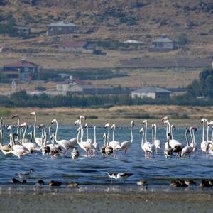 Flamingolara fotoğrafçılardan yoğun ilgi